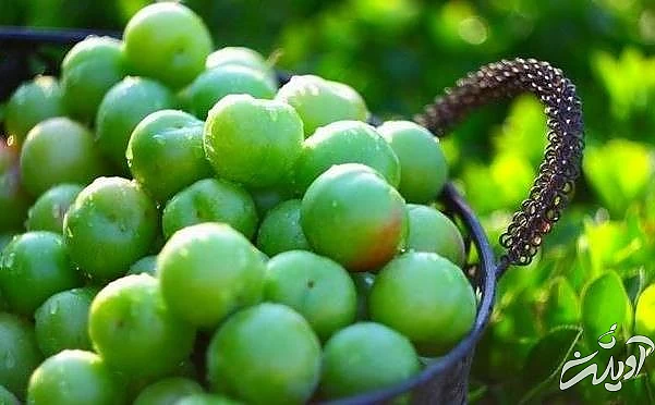 گوجه سبز برای جنین ارزش گوجه سبز